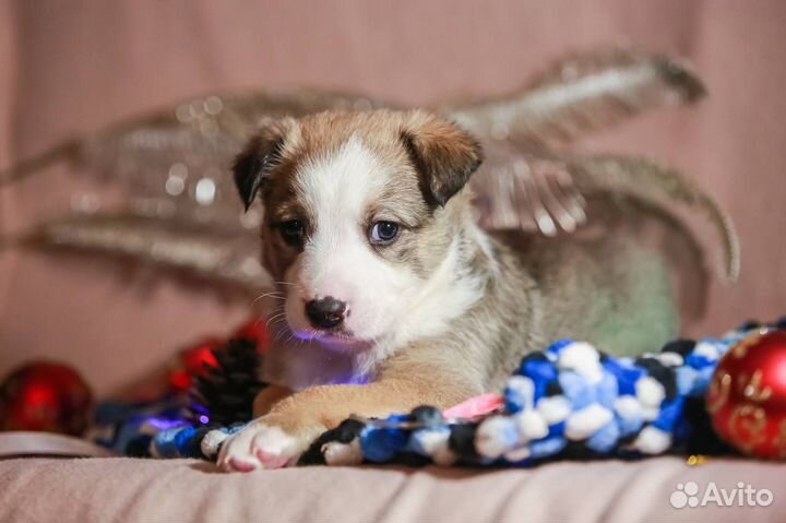 Щенок мальчик 2 мес