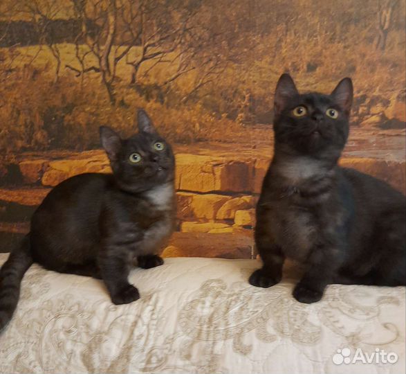 Два котика коротколапика