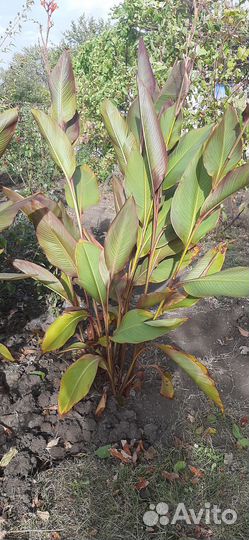 Рассада цветов