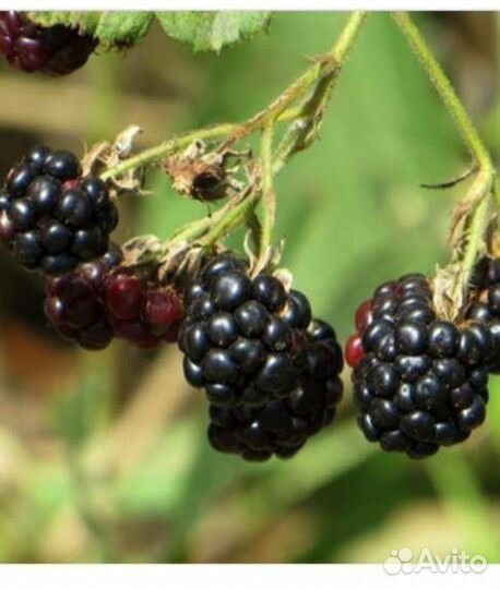 Саженцы Сливы Ренклод, Вишни Владимирской, Ежевики