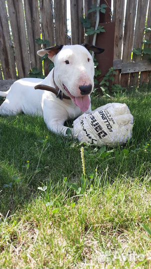 Передержка собак