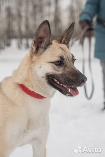 Ирис грустит в приюте