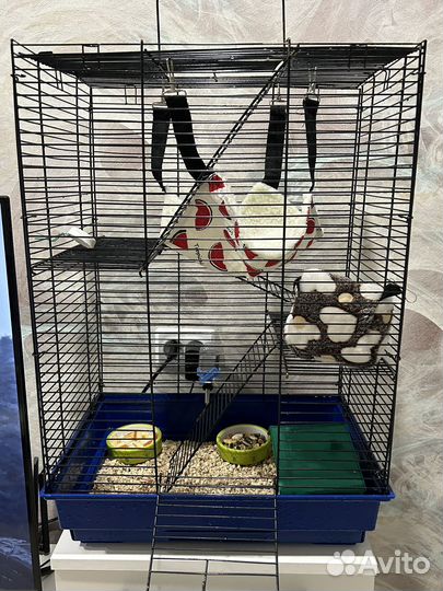 Крыса дамбо с клеткой