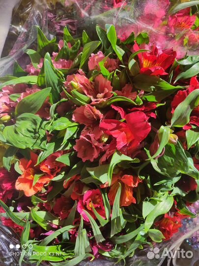 Гипсофилы, альстромерии, тюльпаны, розы)