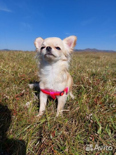 Вязка кобель чихуахуа