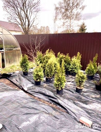 Туя с доставкой