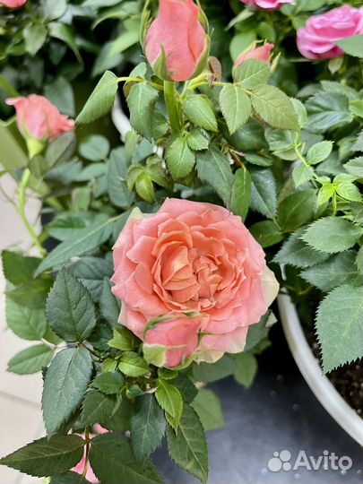 Розы к празднику