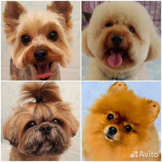 Стрижка (с купанием) без присутствия хозяина 7мик