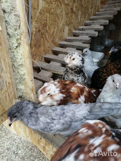 Цыплята, молодки