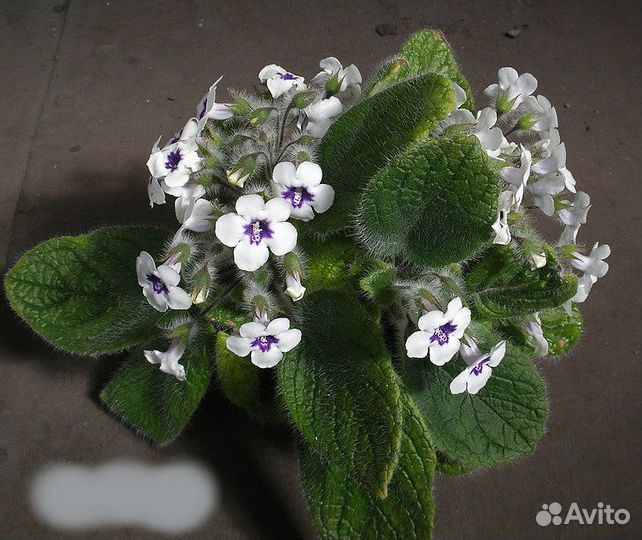 Коллекционные синнингии (Sinningia) -виды, гибриды