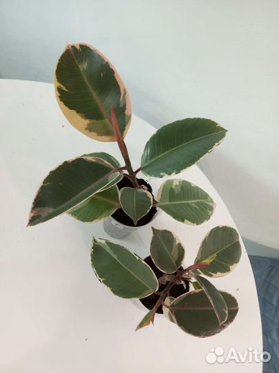Фикус эластика тинеке