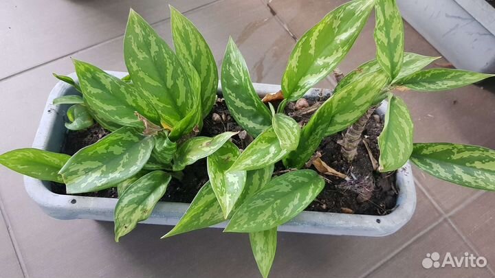 Молочай, аглоанема, бегония,каланхое