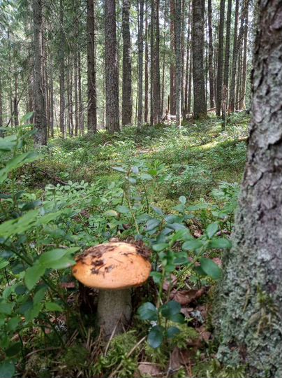 Участок 13 сот. (ИЖС)