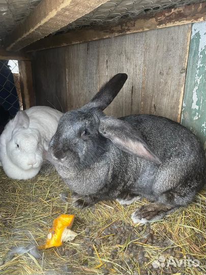 Кролики самка
