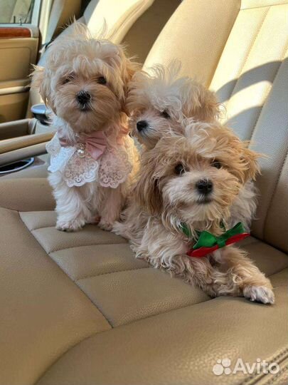 Детки maltipoo-мальтипу ф1