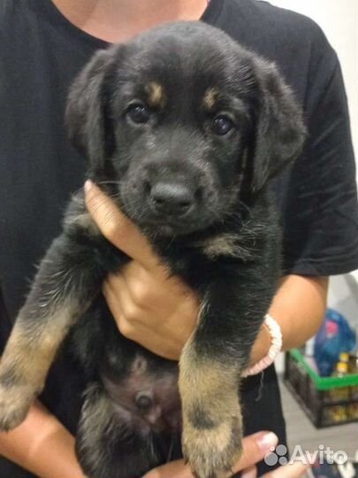 Маленькая дворняга