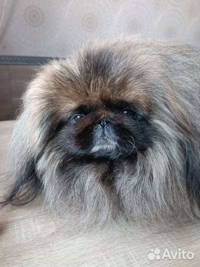 Пекинес для вязки