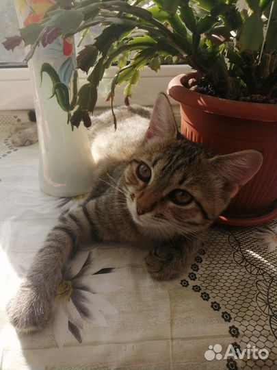 Котята в добрые руки бесплатно