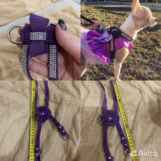 Одежда для чихуахуа