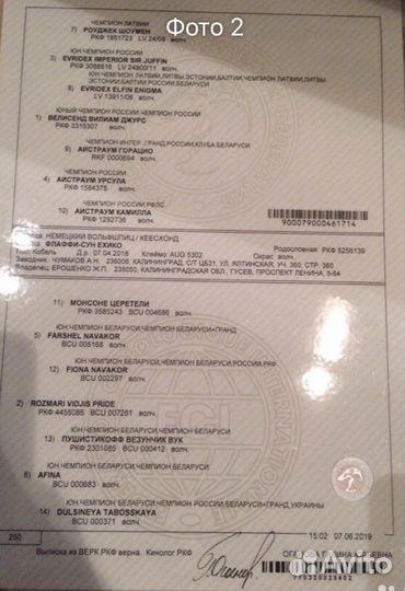 Вязка Шпиц кеесхонд/вольфшпиц