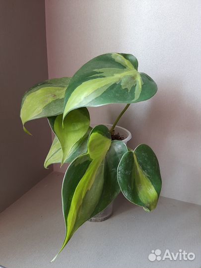 Сциндапсус