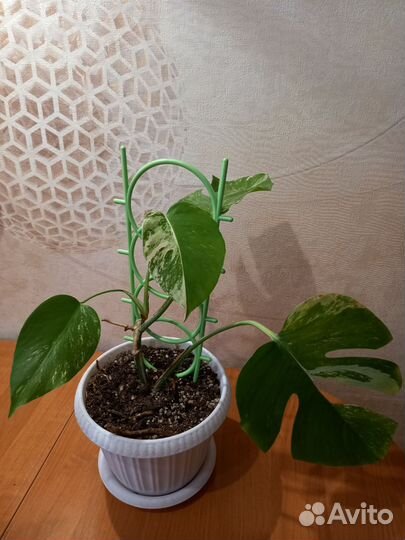 Монстера вариегатная Альба