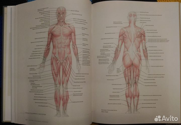 Анатомия для художников. Роберто Ости Эндрю Лумис