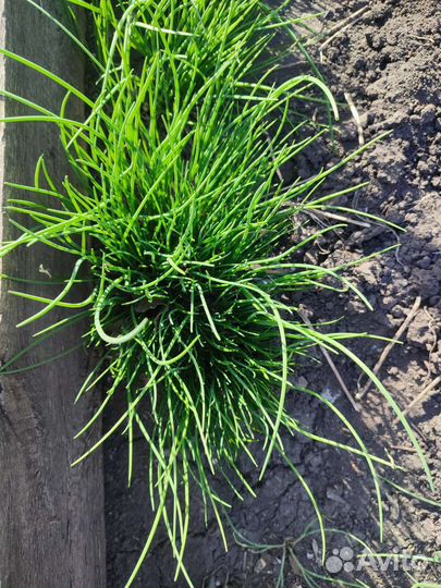 Бадан, мускарики