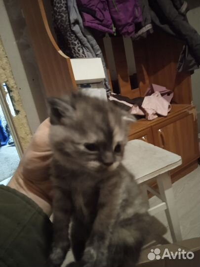 Вислоухие котята