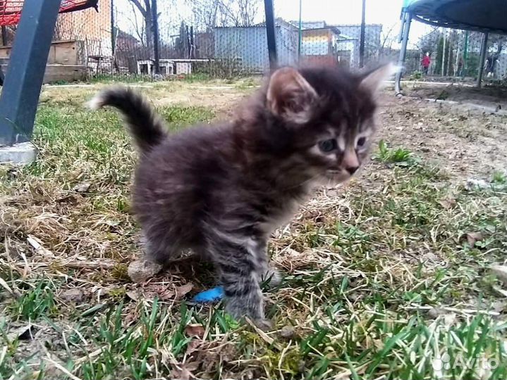 Кошка в дар бесплатно