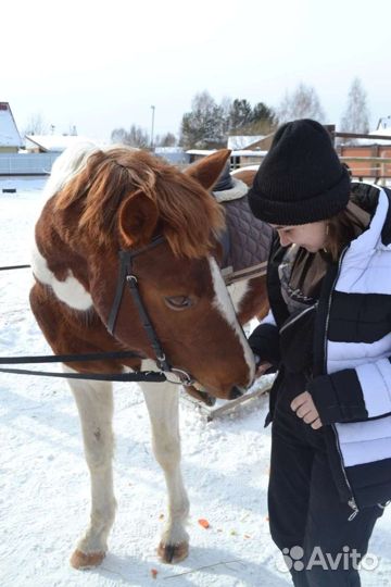 Прогулка на лошадях, фотосессии