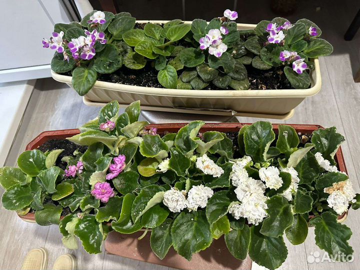 Фиалка в горшках