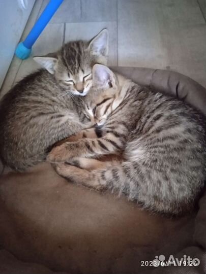 Котята отдам бесплатно