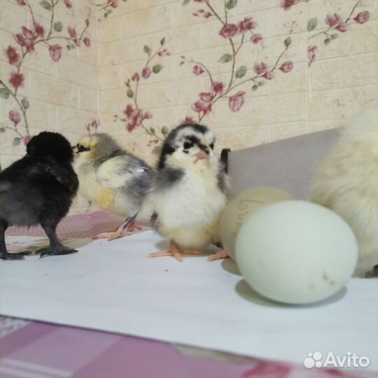 Продам цыпушек вывод 22. 04.24