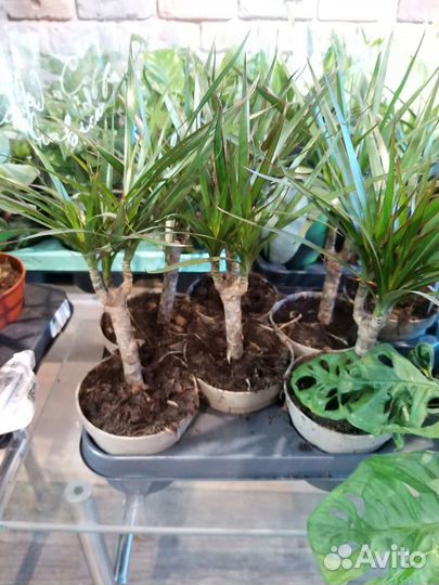 Драцена маргината пальма