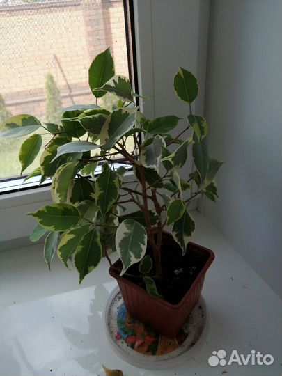 Фикус бенджамина, дипладения