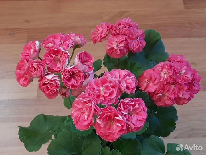 Пеларгония герань