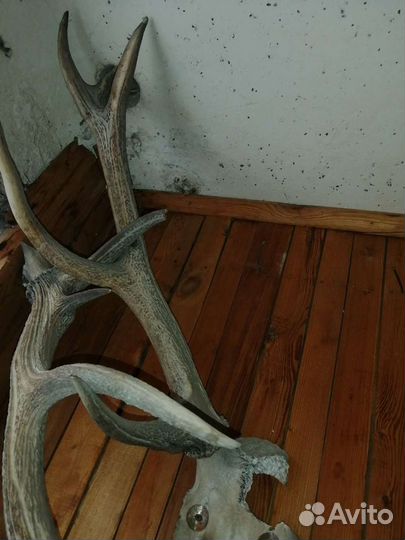 Рога германской косули