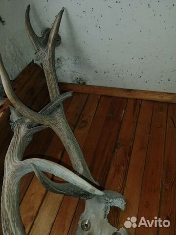 Рога германской косули