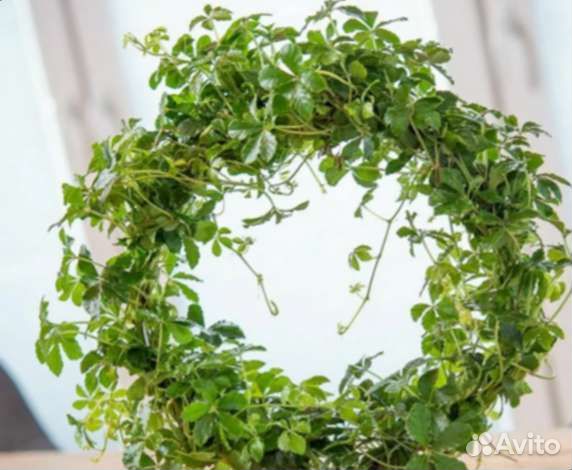 Циссус ромбовидный - березка