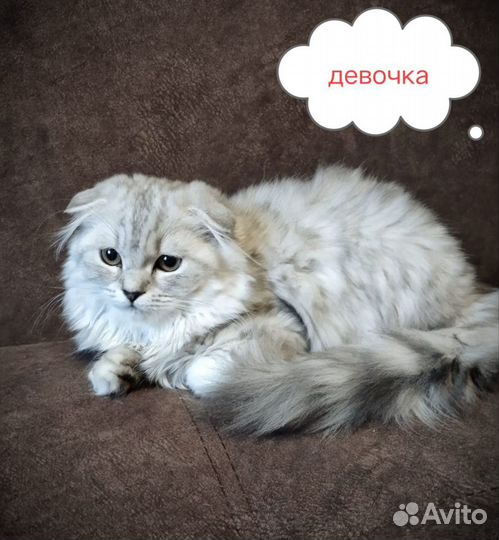 Котенок