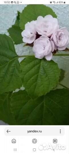 Клеродендрум филиппинский