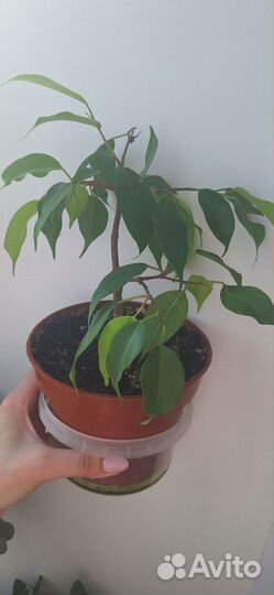 Бугенвиллия