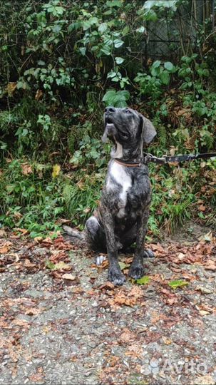 Щенок в добрые руки бесплатно