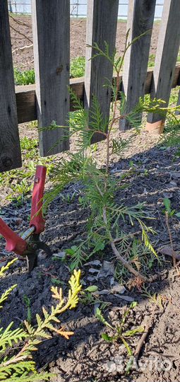 Туя брабант