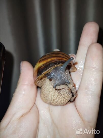 Продам улиток архахатин