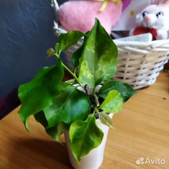 Бугенвиллия