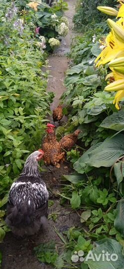 Инкубационое яйцо Цыплята золотой сибрайт