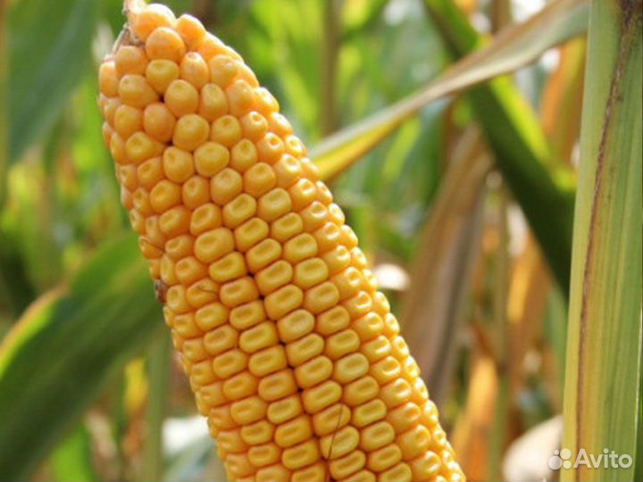 Семена гибридов кукурузы и подсолнечника