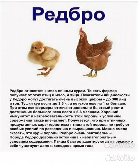 Куры несушки домашние